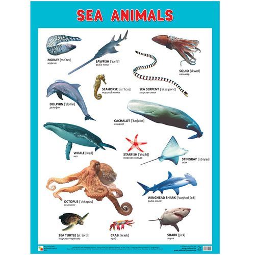 .Sea Arimais( )(590x440x1 )