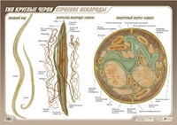 Строение аскариды (1) 781 Агафонова.