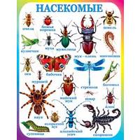 Пл.Насекомые(картон, размер 596*440мм)