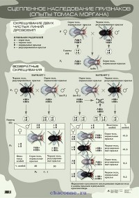 Сцепленное наследование признаков (Опыты Т.Моргана) (1)551