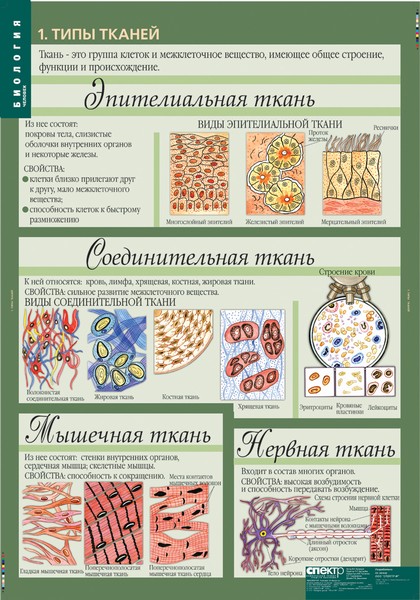 т.Биология 8-9 классы.Человек(12 табл.)
