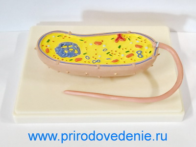 Модель "Бактерия"