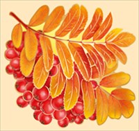 Рябина, калина,орех (цена за 1 шт) 