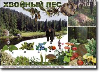 т.Природные зоны России, сообщества (18 табл., картон, ламин., 50х70 см)