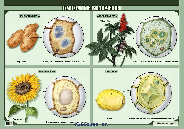 Клеточные включения (1)548 Спиридонова.