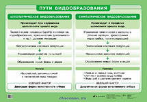 Пути видообразования (1) 790 Агафонова.