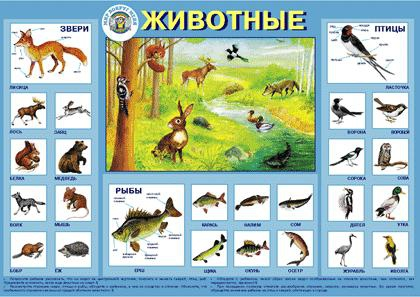 Пл.Животные (картон, 600х900мм)