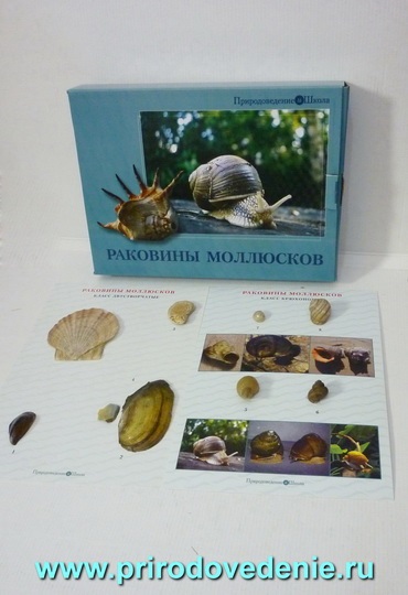 Коллекция:Раковины моллюсков