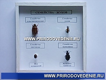 Коллекция:Семейство жуков