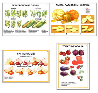 т.Ассортимент овощных культур (12 пл,винил,70*100)
