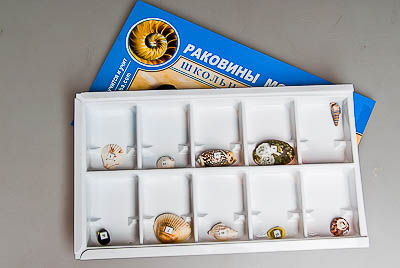 Коллекция:Раковины моллюсков
