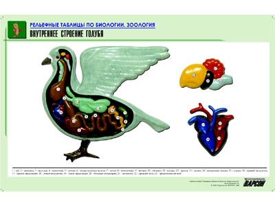 Рельефная таблица "Внутреннее строение голубя"