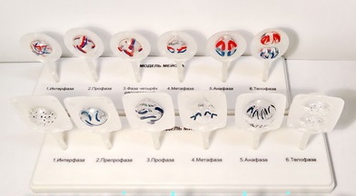 Модель Митоз и мейоз клетки