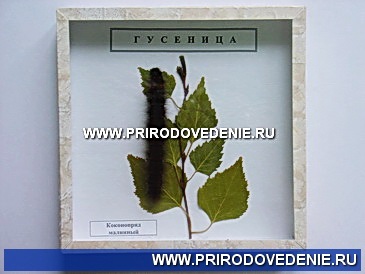 Коллекция:Гусеница