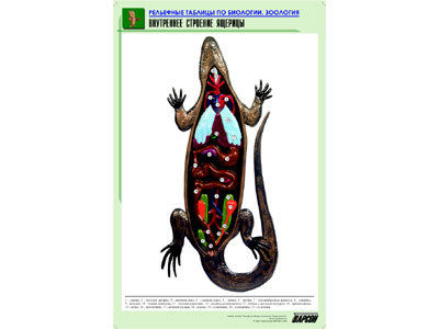 Рельефная таблица "Внутреннее строение ящерицы"