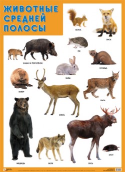 Пл.Животные средней полосы (500*690мм)