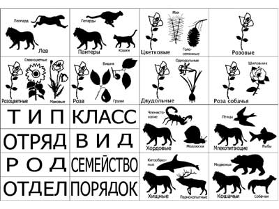 Модель-аппликация"Классификация растений и животных" 