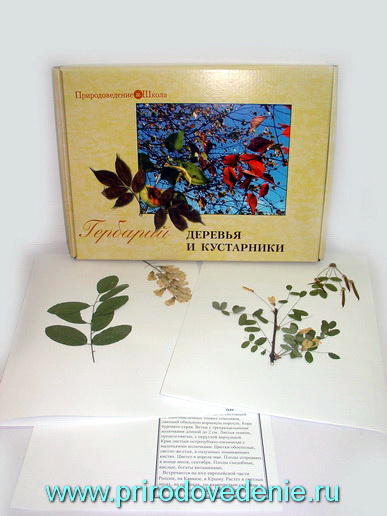 Гербарий "Деревья и кустарники" (20 видов) формат А-3