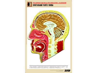 Пл.Сагиттальный разрез головы (формат А1,мат.лам,рельефная)