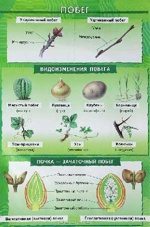 Побег/Ткани животных (2)505 Агафонова.	