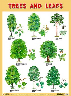 Пл.Trees and Leafs(Деревья и листья)(440*590мм)
