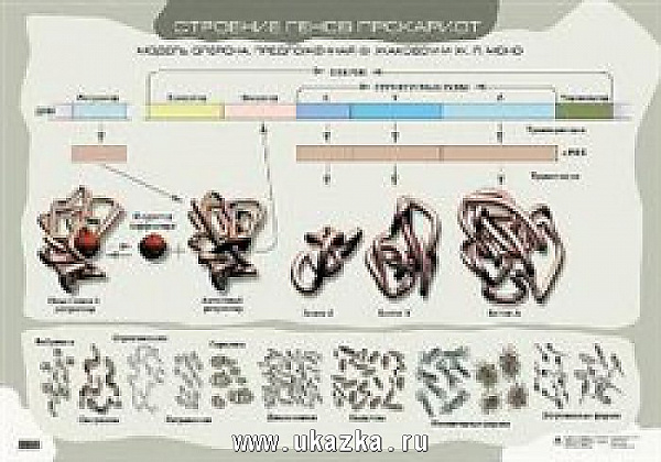 Строение генов прокариот (1)546 Сивоглазов.