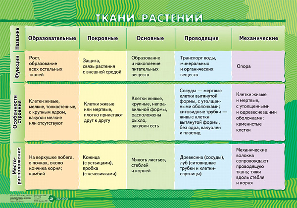 Ткани растений (1)550 Спиридонова.