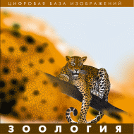 ��������. (�������� ���� �����������)  (CD) �������� �� ����� (50)